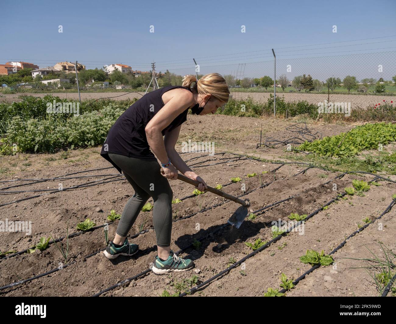 Spanish female actively harvesting white beet in a countryside Stock