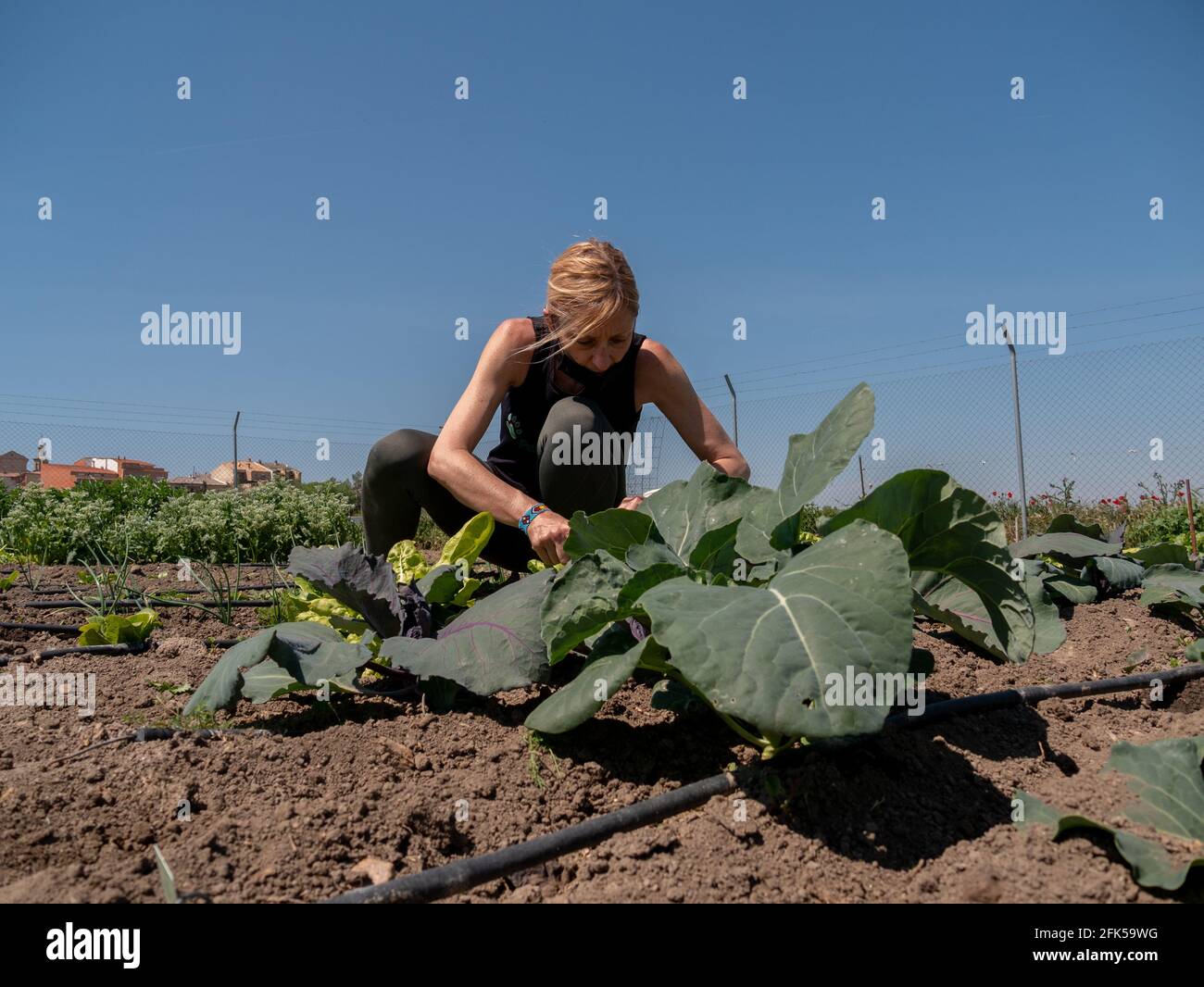 Spanish female actively harvesting white beet in a countryside Stock