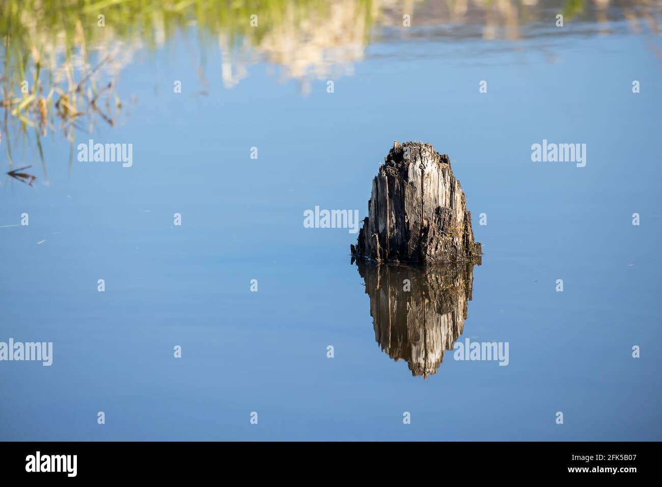 An abstract photo of a wooden stump in calm water wasting a mirror like reflection near Clark, Fork, Idaho. Stock Photo