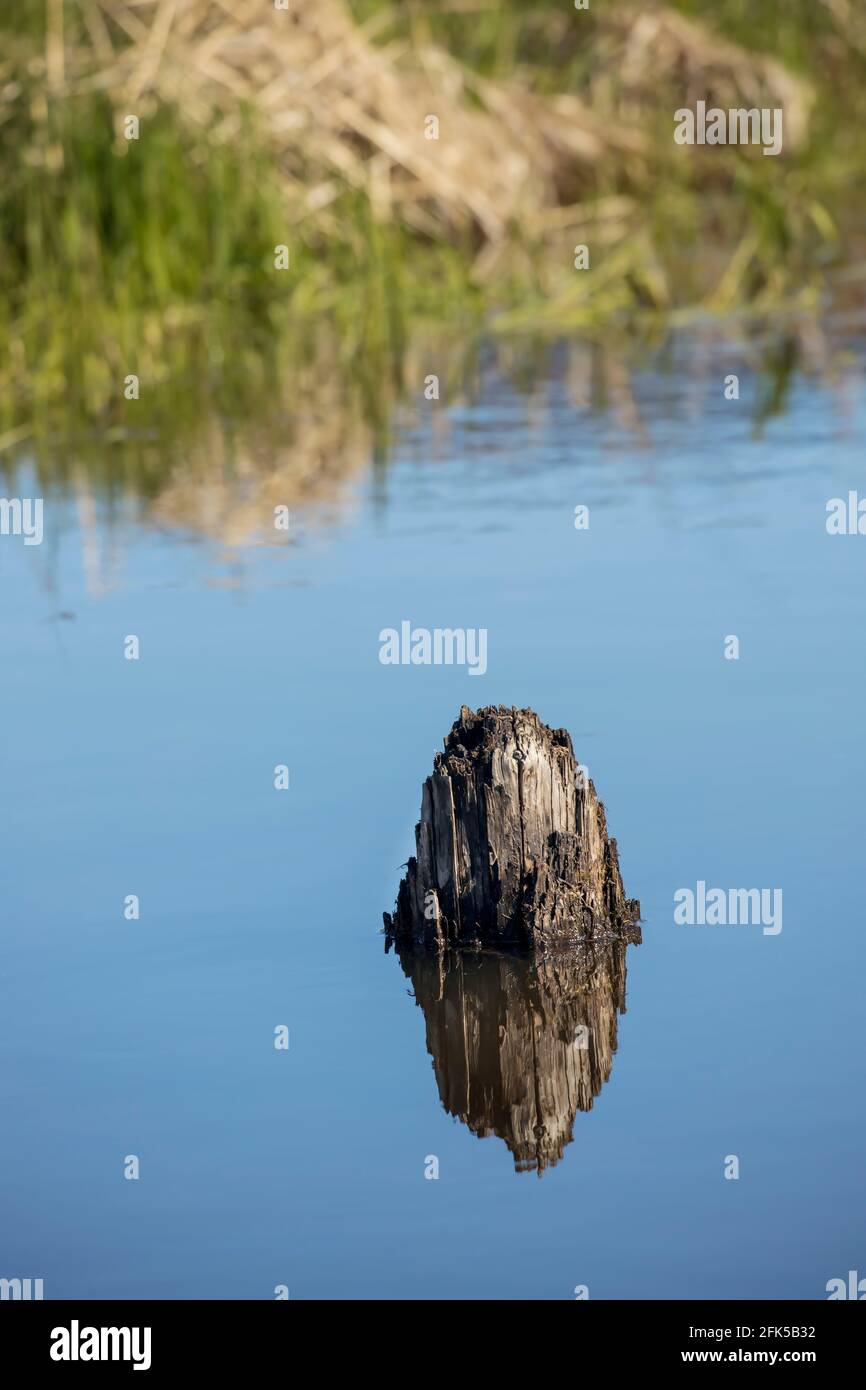 An abstract photo of a wooden stump in calm water wasting a mirror like reflection near Clark, Fork, Idaho. Stock Photo