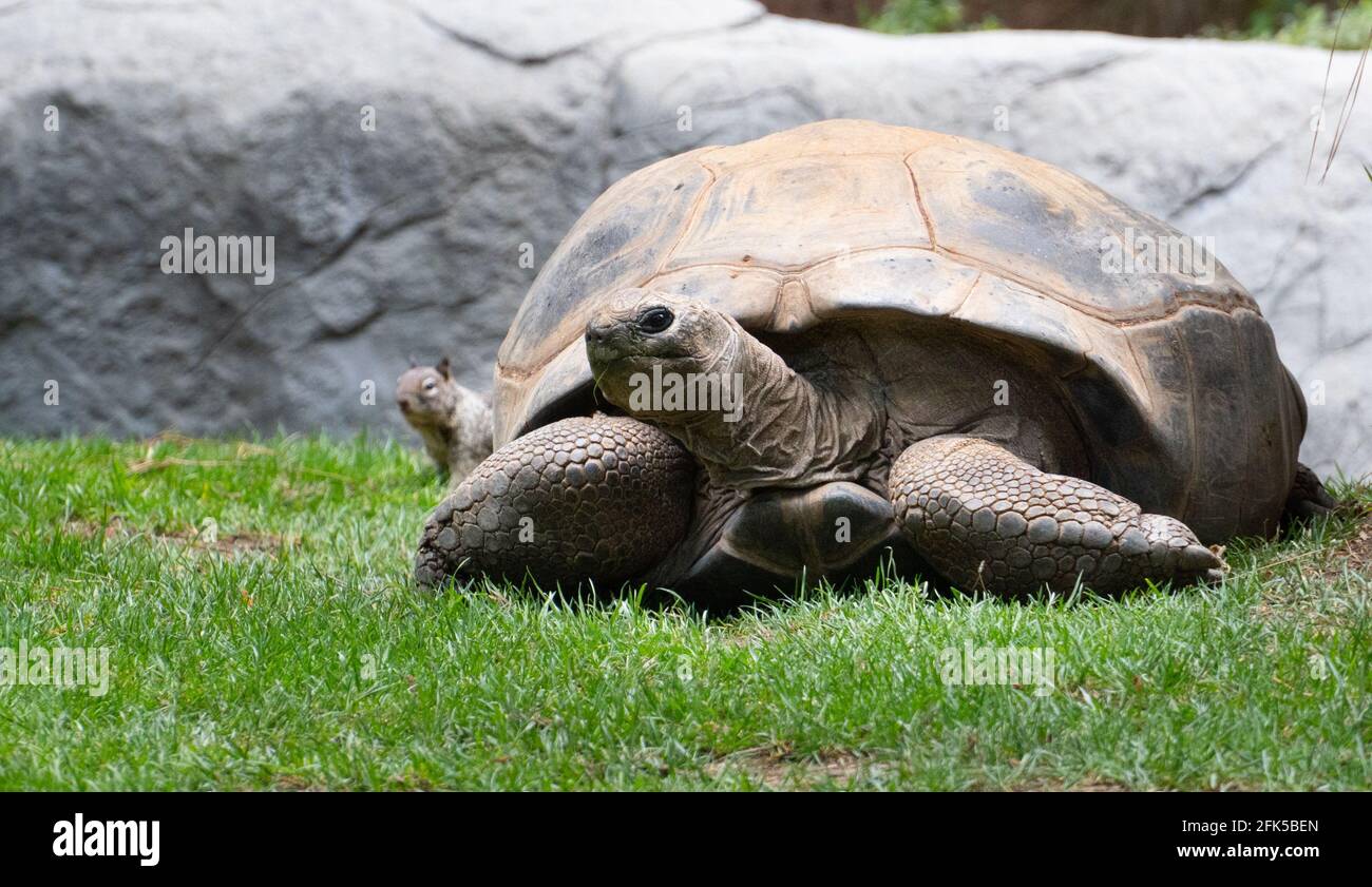 A desert tortoise is photo-bomed by a squirrel at the Los Angeles Zoo Stock Photo