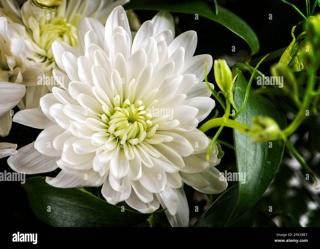 Blooming Chrysanthemum flowers mixed with variety of greens Stock Photo