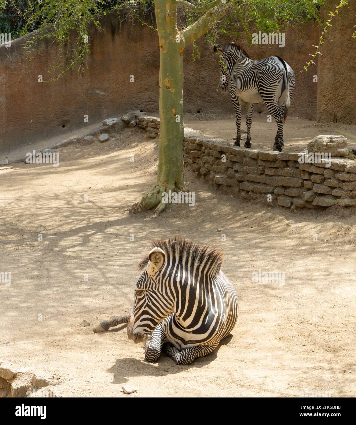 Wilde Nummer auf Zebrasofa Wilde Nummer auf Zebrasofa