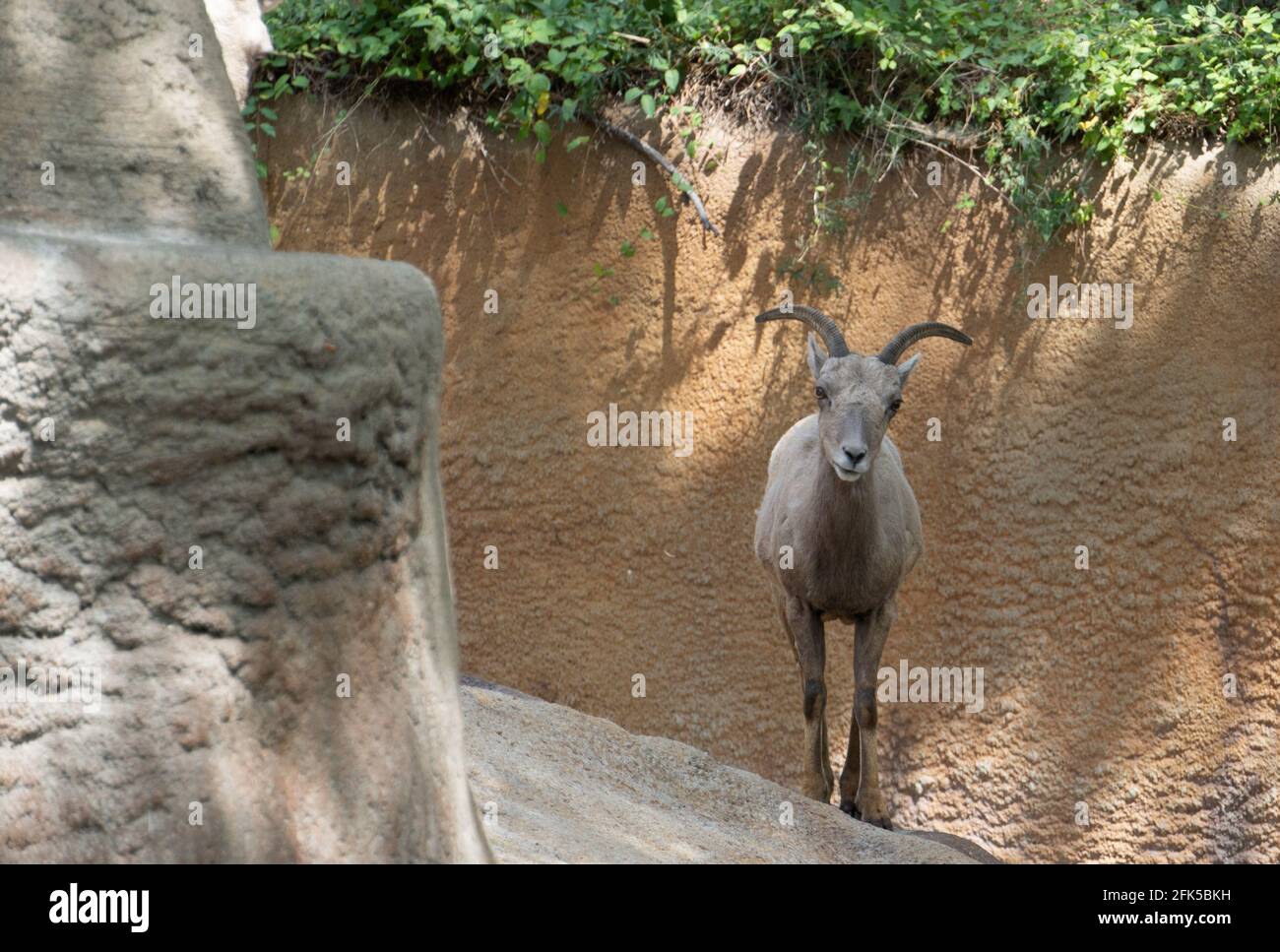 A young desert bighorn sheep at the Los Angeles Zoo Stock Photo