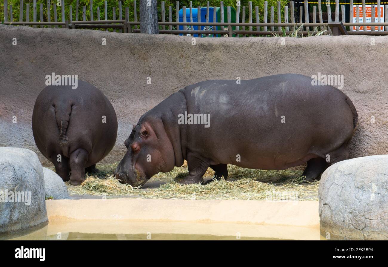 Hippopotamus at the Los Angeles Zoo Stock Photo - Alamy