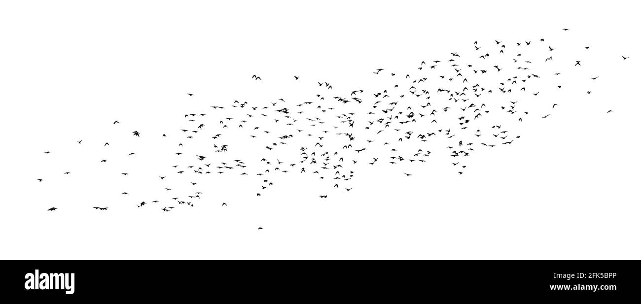 A flock of flying birds. Vector illustration Stock Vector