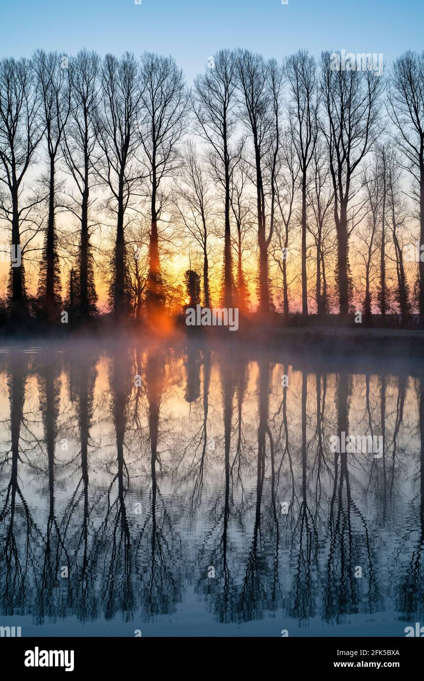 Misty sunrise and trees reflecting in the river thames. Buscot, Cotswolds, Oxfordshire, England Stock Photo