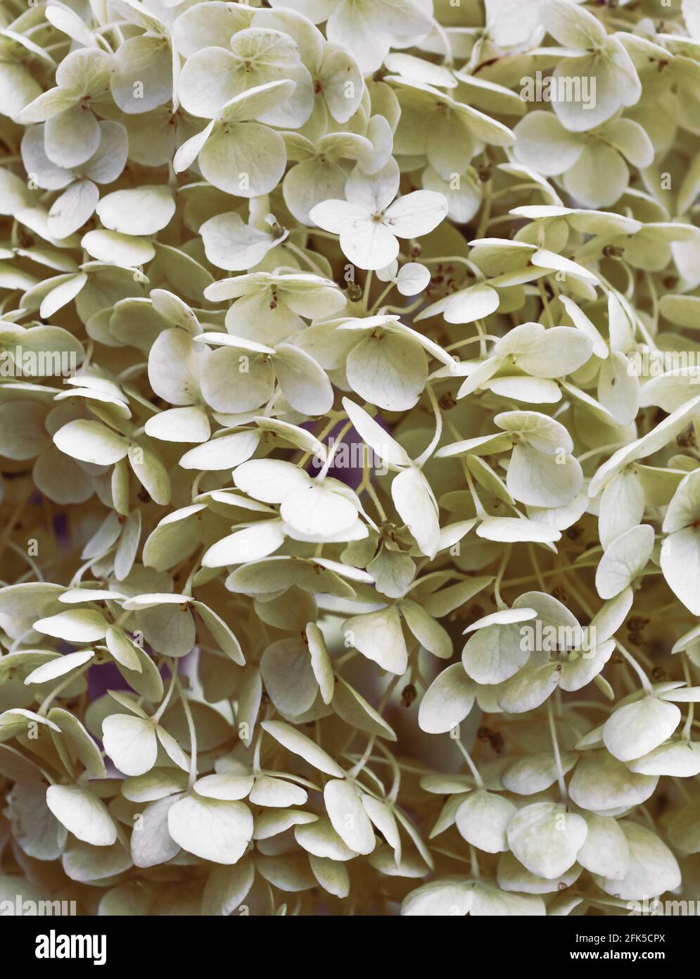 White Anabelle Hydrangea in Bloom Stock Photo