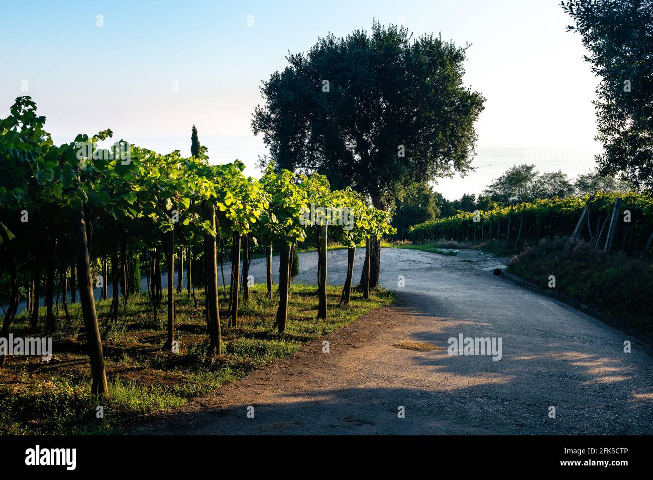 Txakoli white wine vineyards, Getaria, Spain Stock Photo