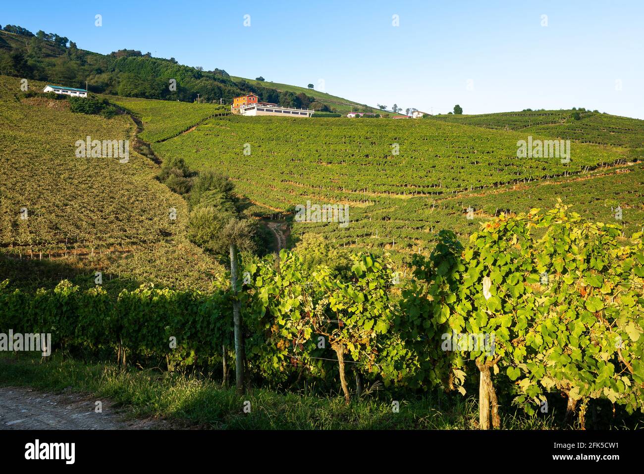 Txakoli white wine vineyards, Getaria, Basque Country, Spain Stock Photo