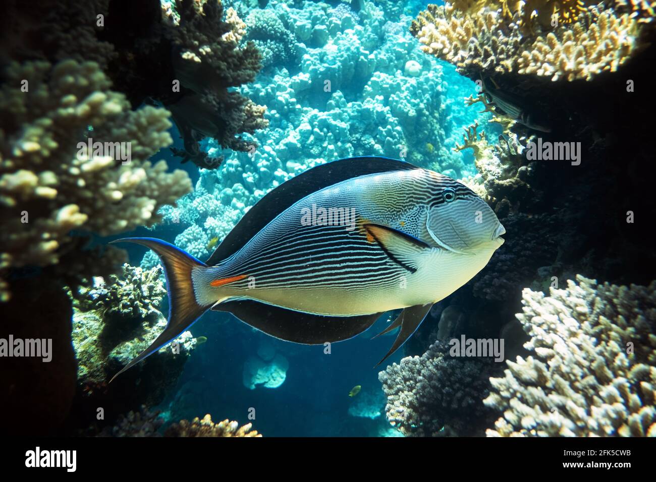 Surgeonfish on a coral reef in the Red Sea Stock Photo