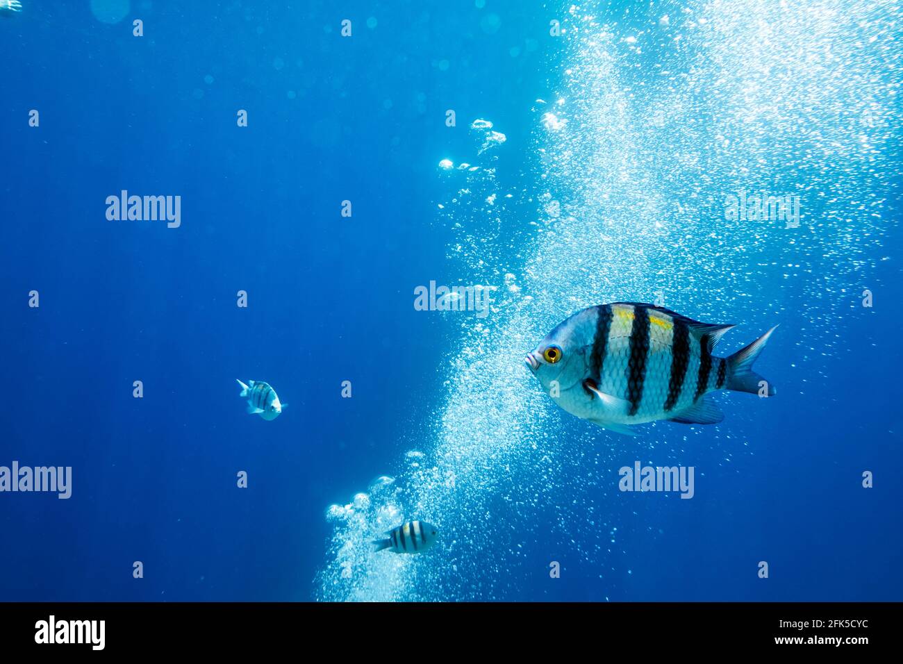 Sergeant Major Fish on a coral reef Stock Photo
