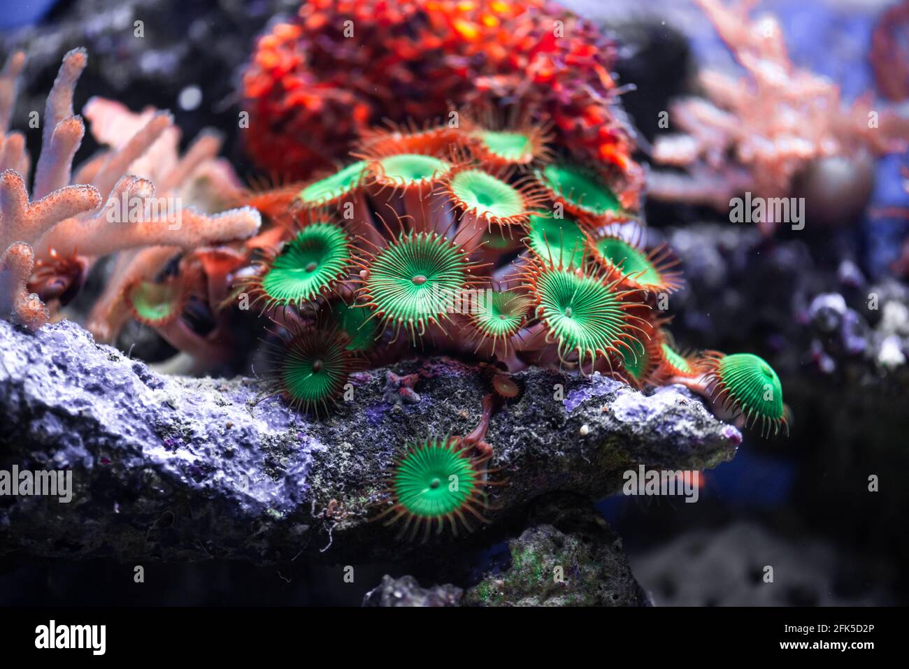 Coral reef colony actinia in Red sea in Egypt Stock Photo