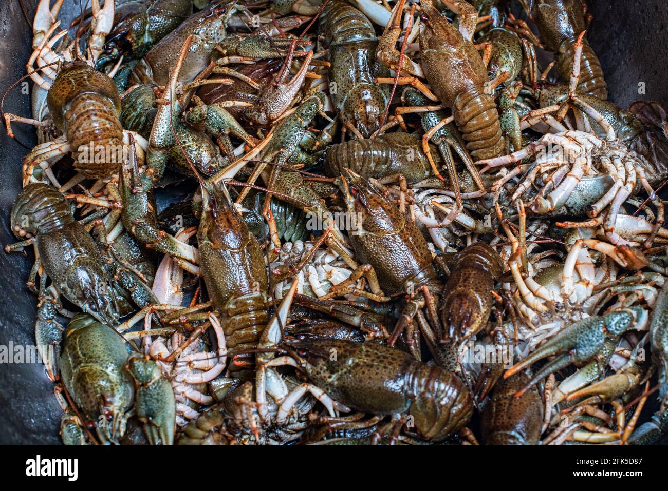 Plenty of fresh crayfish. Raw crayfish are plentiful. crawfish