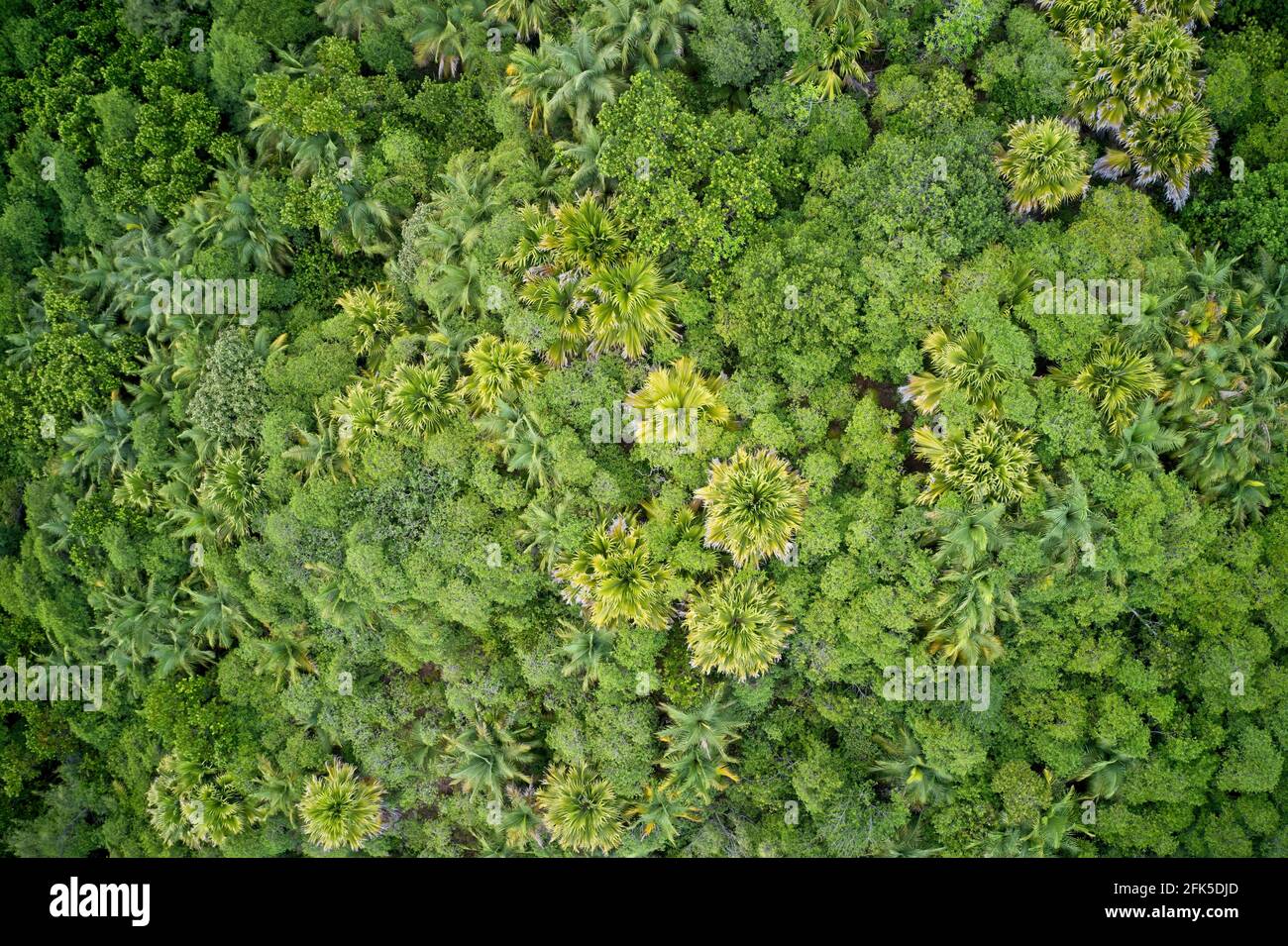 Drone field of green tree canopy and forest Praslin, Seychelles. Stock Photo