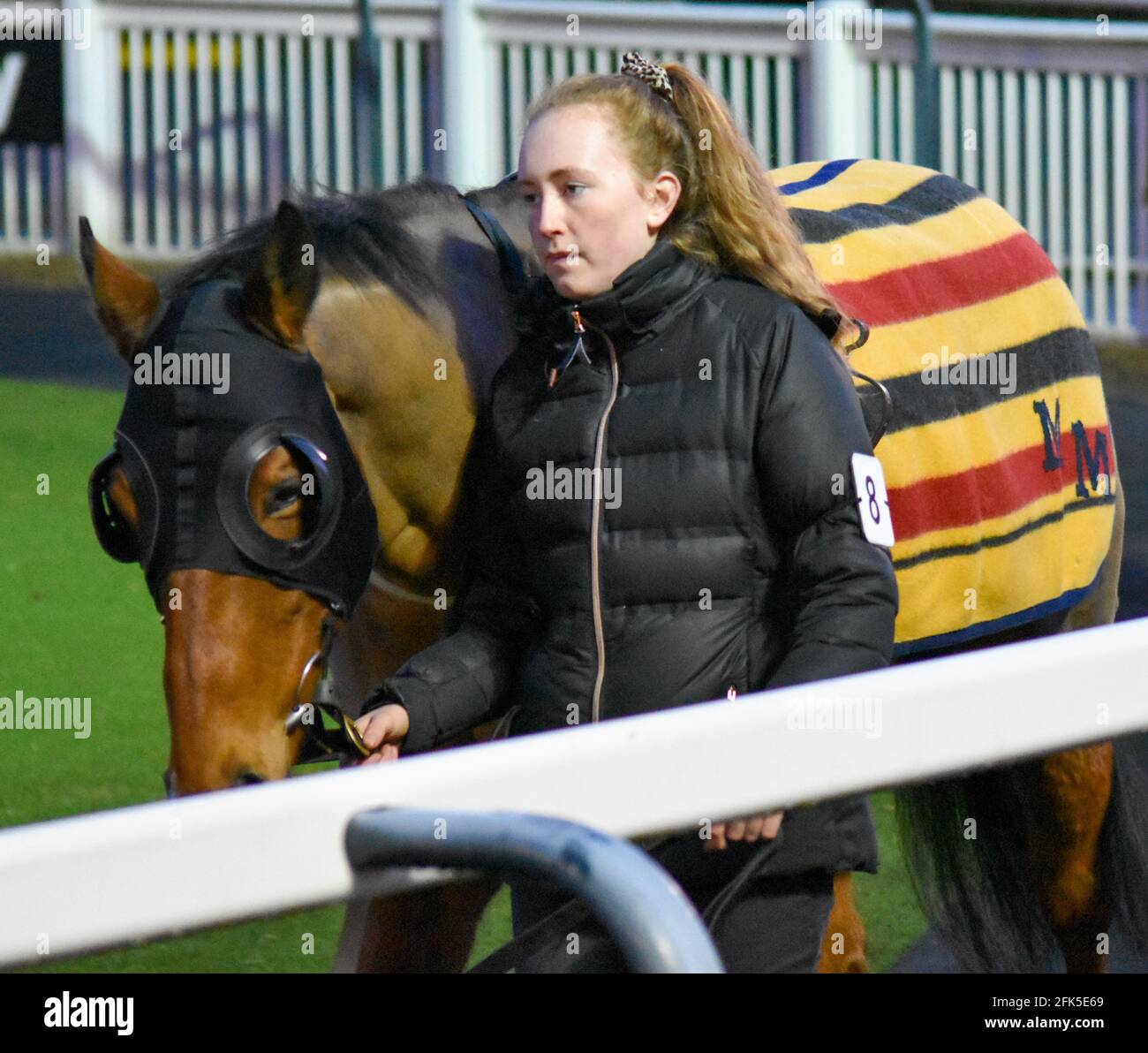 Wolves Races Horse racing races wolverhampton hi-res stock photography and images ...