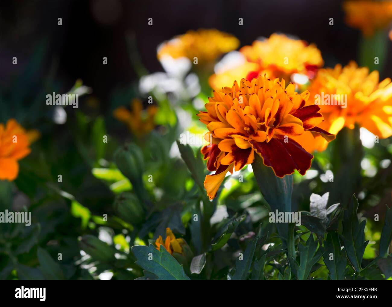 flower bed full of marigolds, focus on one , shallow depth of field  for a bokah backround  to aid copy space to the left Stock Photo