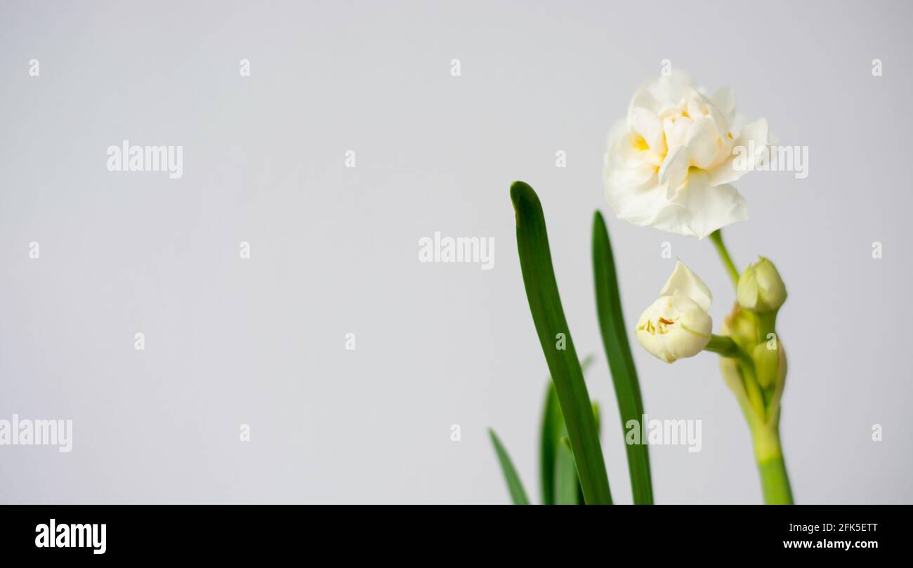 Young white daffodil on white background with space for text Stock Photo