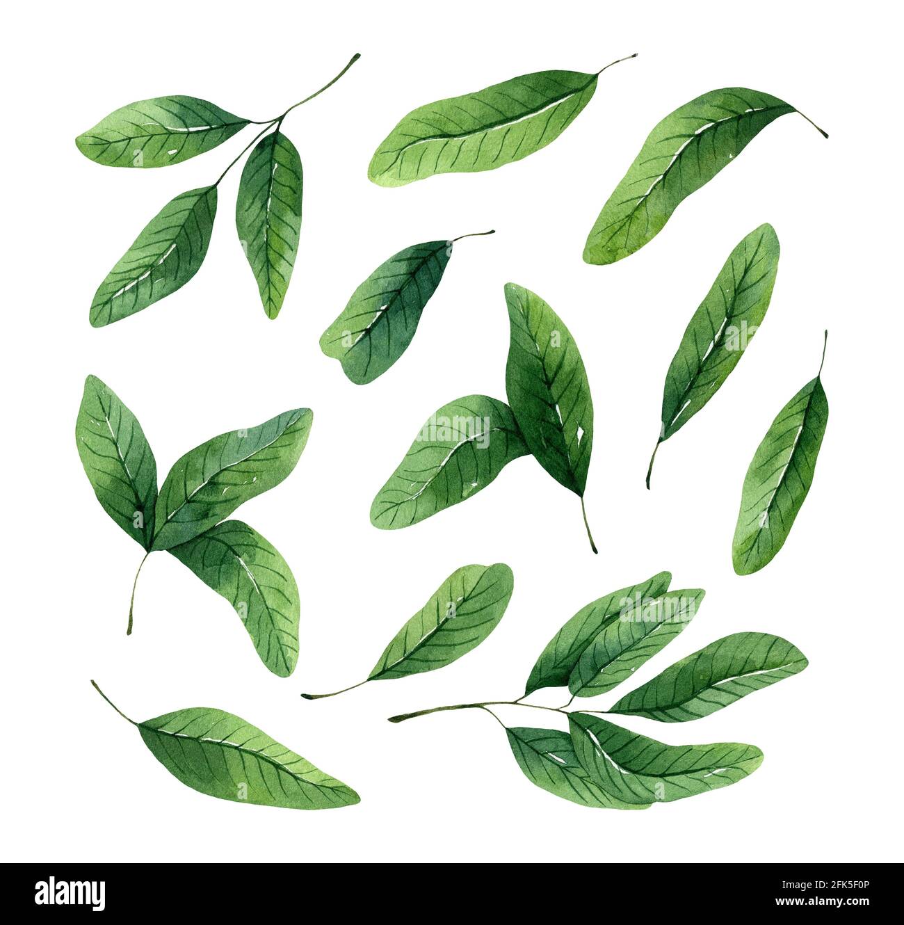 Watercolor set of green leaves and small twigs isolated on white ...