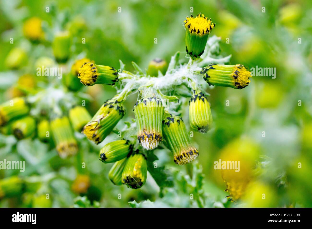 Groundsel (senecio vulgaris), close up of a cluster of the small flower heads of the plant, an annual weed of gardens and waste places. Stock Photo