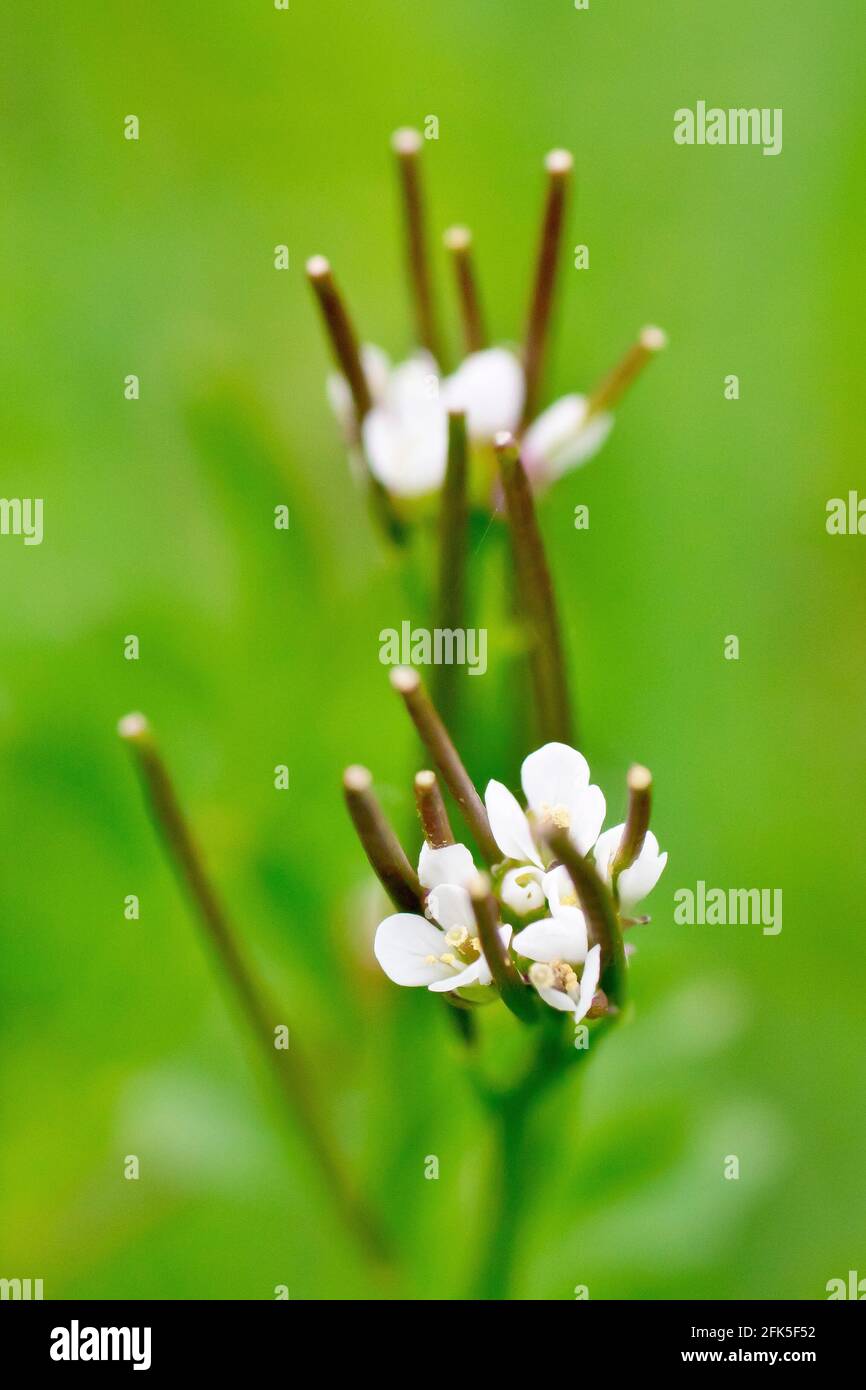 Hairy Bittercress (cardamine hirsuta), close up of the small flowers and developing seed pods growing in the grass, with shallow depth of field. Stock Photo