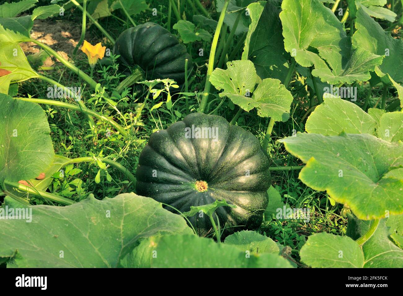 Green pumpkin plant hires stock photography and images Alamy