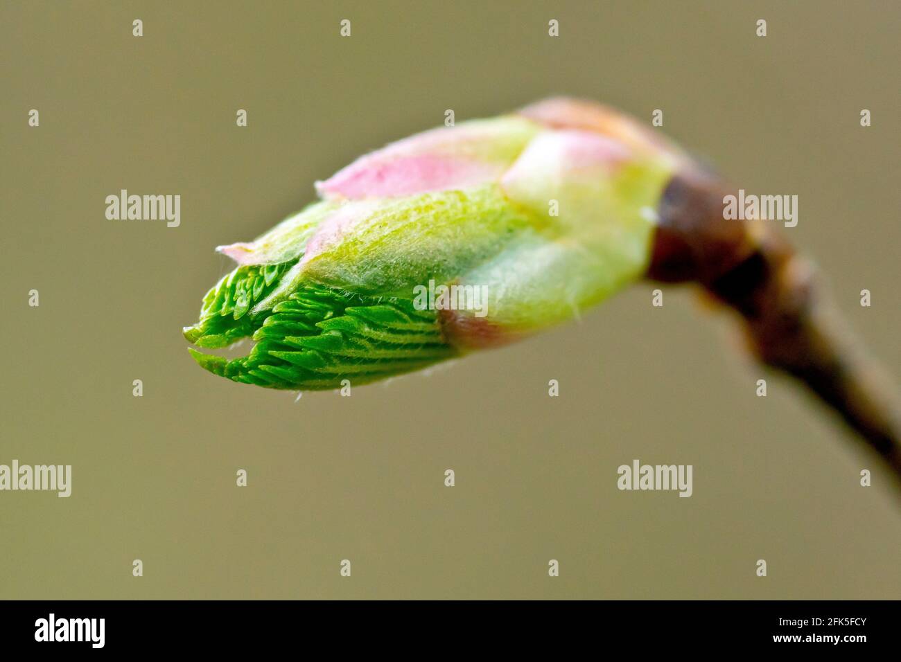 Wych Elm (ulmus glabra), close up of a new leaf emerging from the bud at the end of a branch. Stock Photo