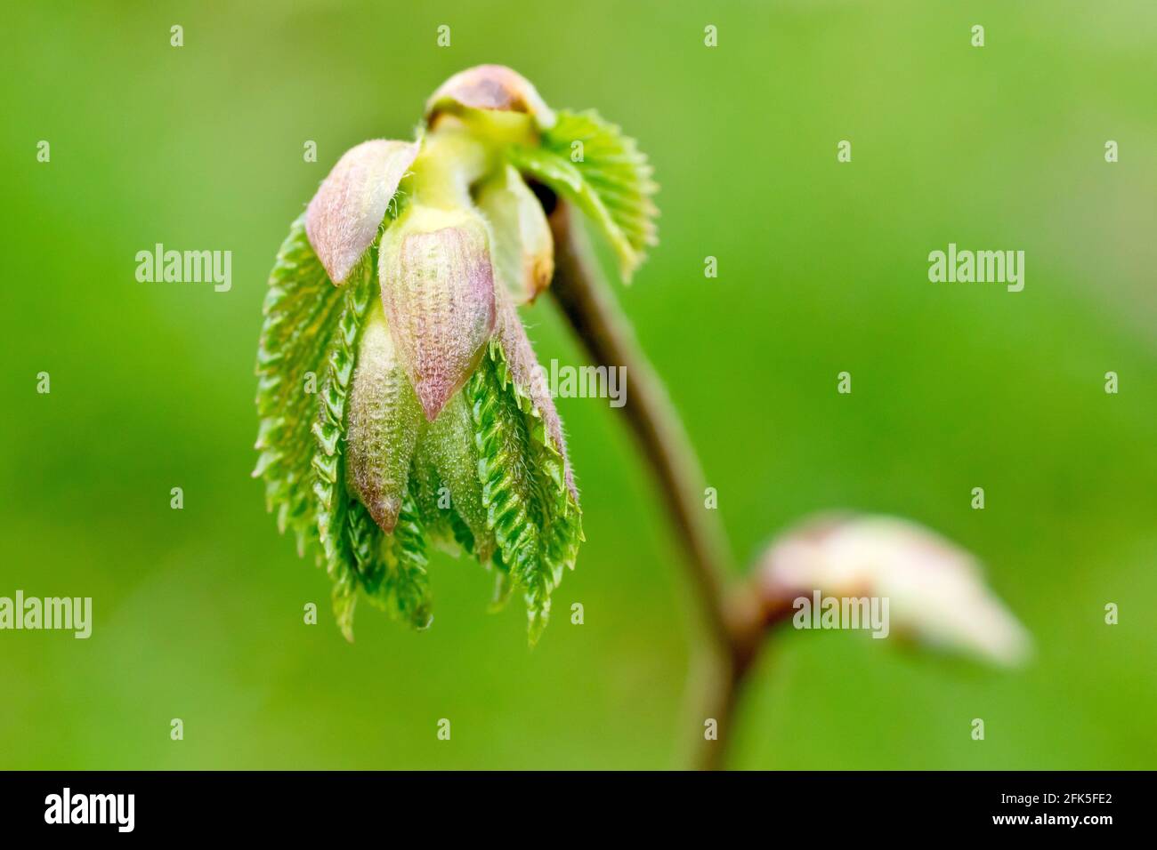 Wych Elm (ulmus glabra), close up of new leaves emerging from the buds at the end of a branch. Stock Photo