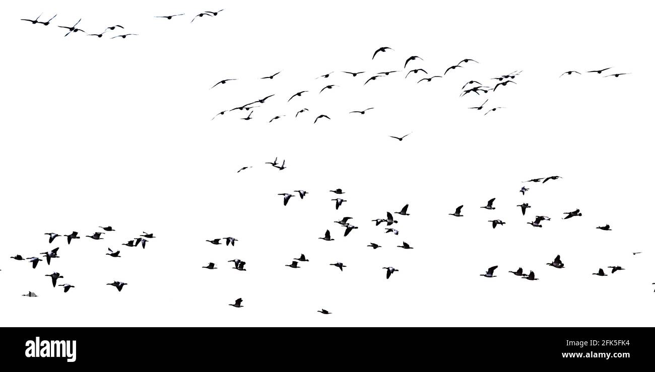 Big flock of canada geese in flight, view from below - Branta canadensis Stock Photo