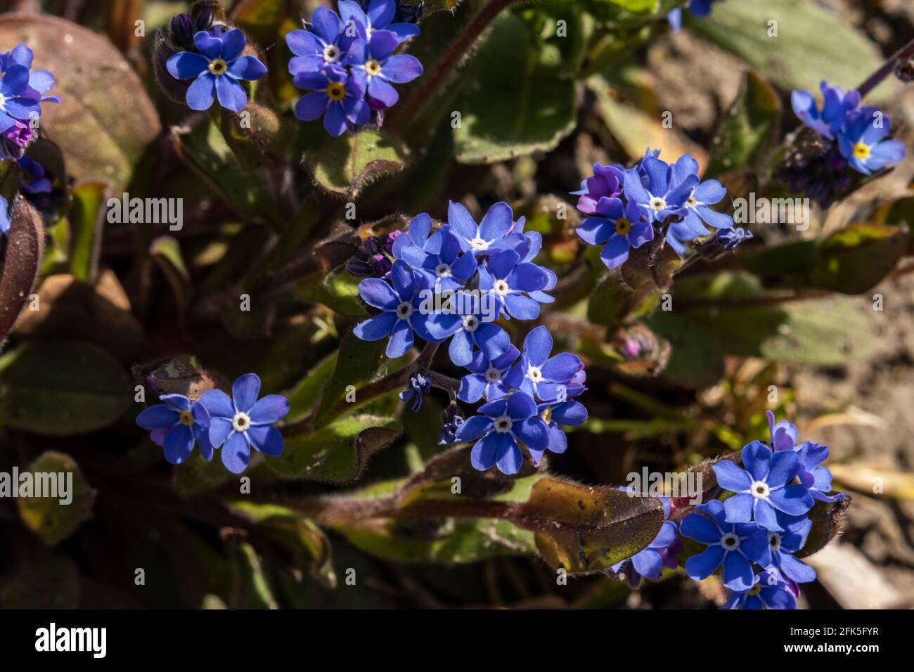 Blue in the sunlight Stock Photo Alamy