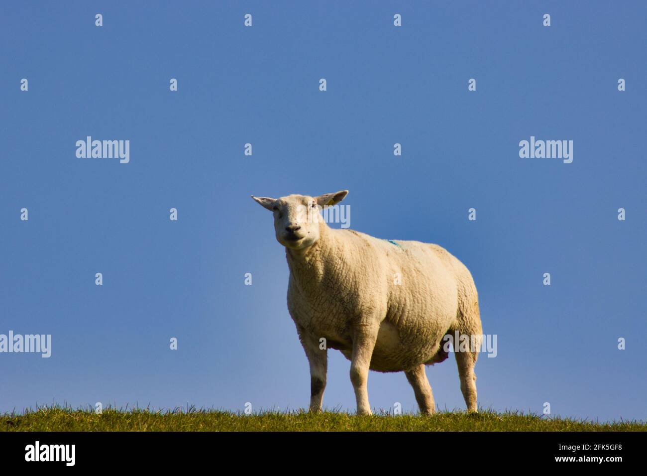 sheeps resting on dike in Ostfriesland, Schafe ruhen sich auf Deich aus und genießen die Sonne Stock Photo