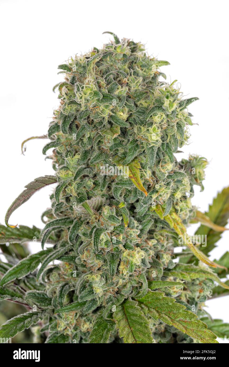 led plant grow lights Soltech Solutions- Grove LED Grow Light, Black