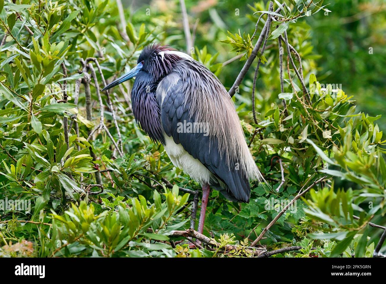 Tricolored Heron with full plumage resting in near nest in a bird sanctuary in Northern Florida Stock Photo