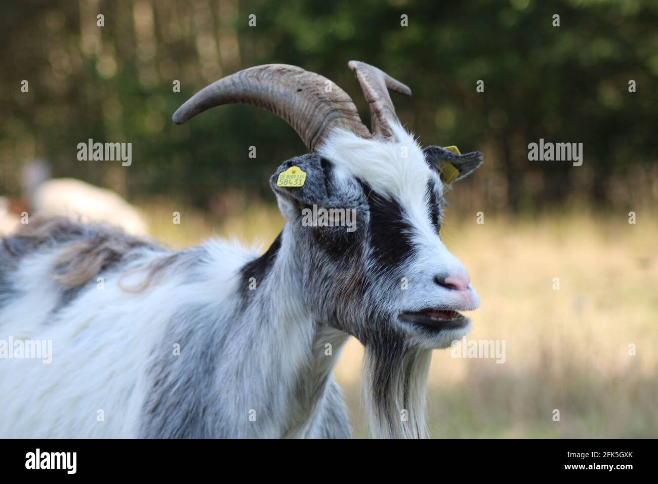 Portrait of a goat/ Portrait einer lustigen Ziege Stock Photo