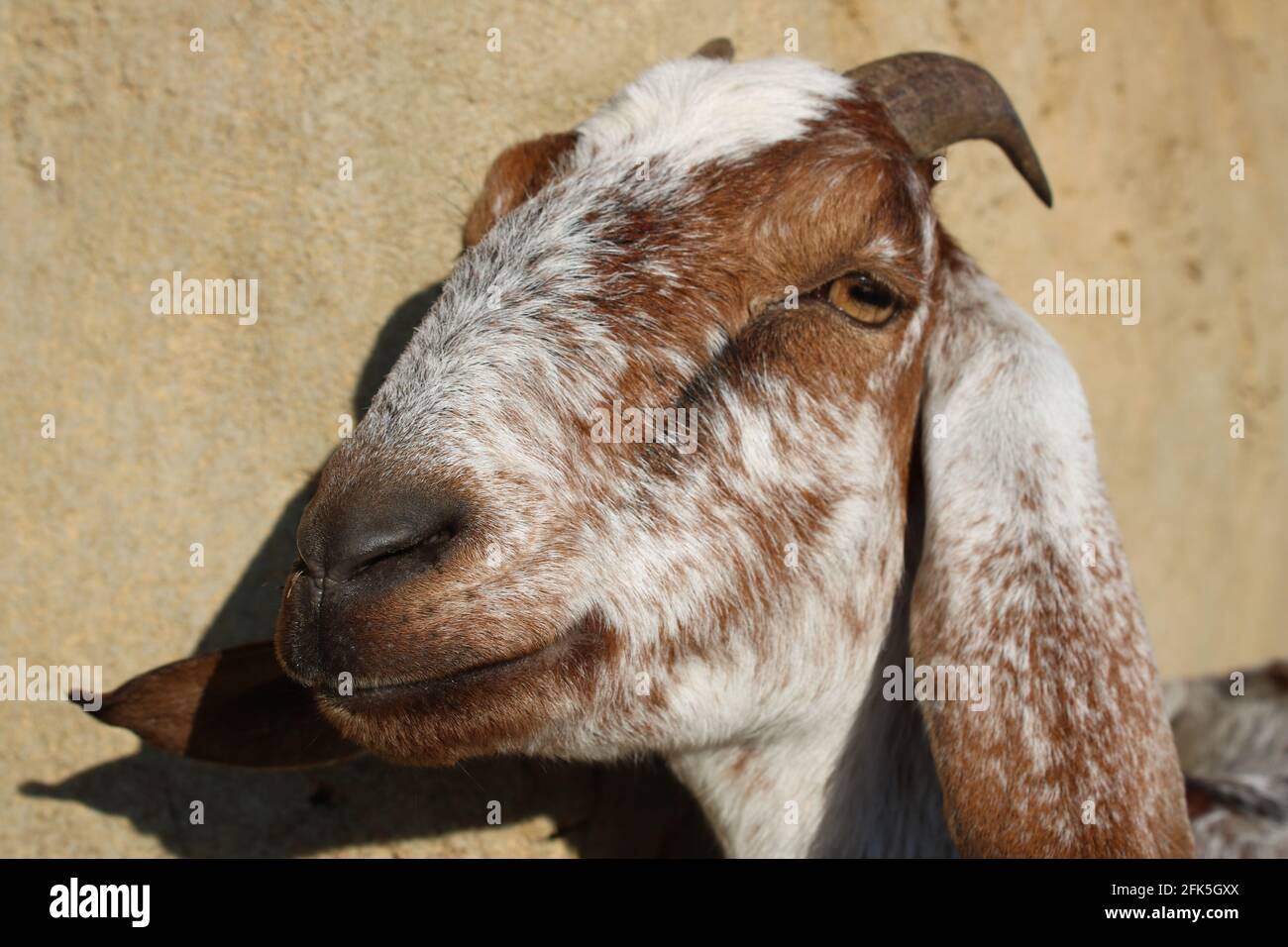 Portrait of a goat/ Portrait einer lustigen Ziege Stock Photo