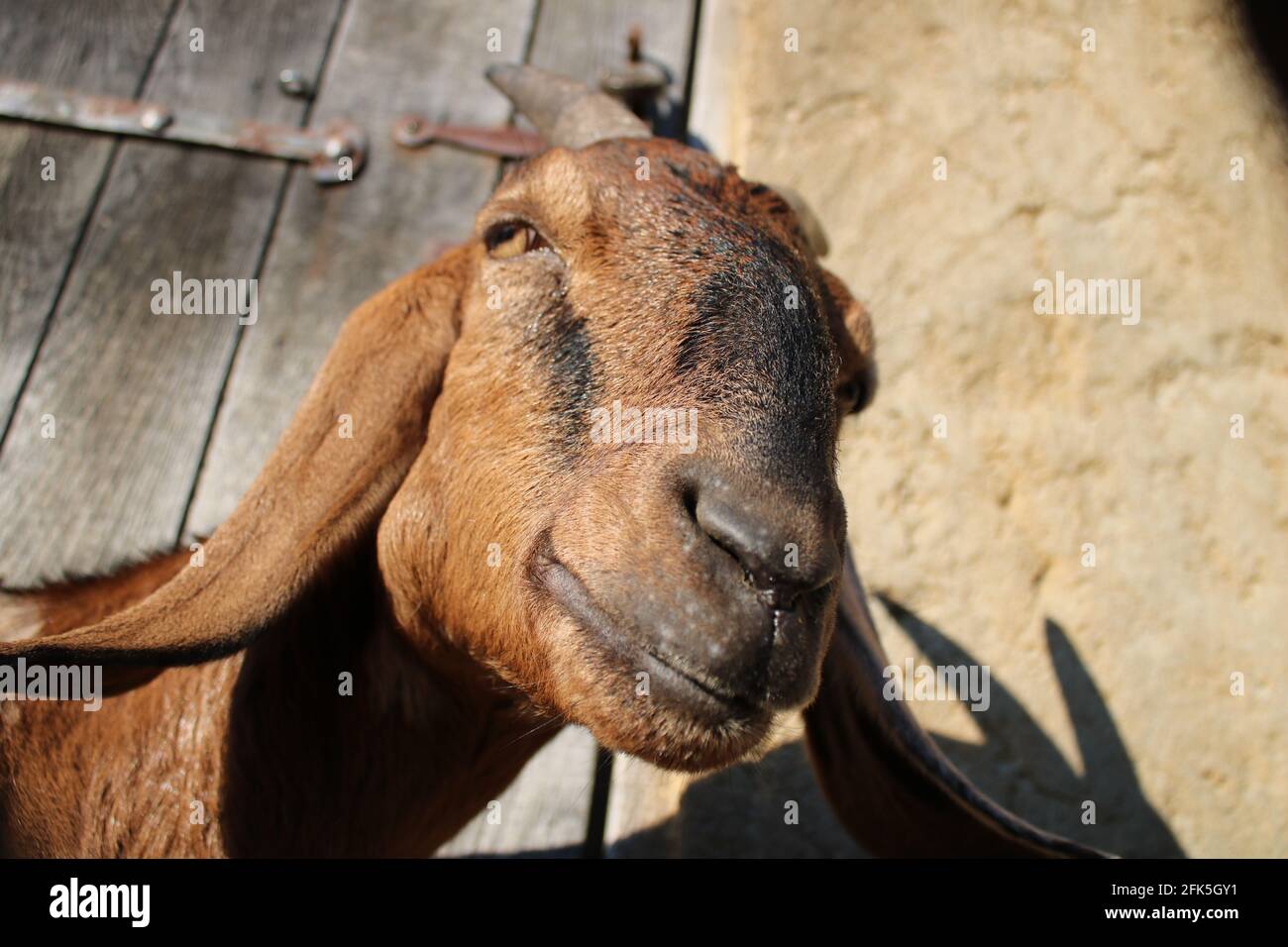 Portrait of a goat/ Portrait einer lustigen Ziege Stock Photo
