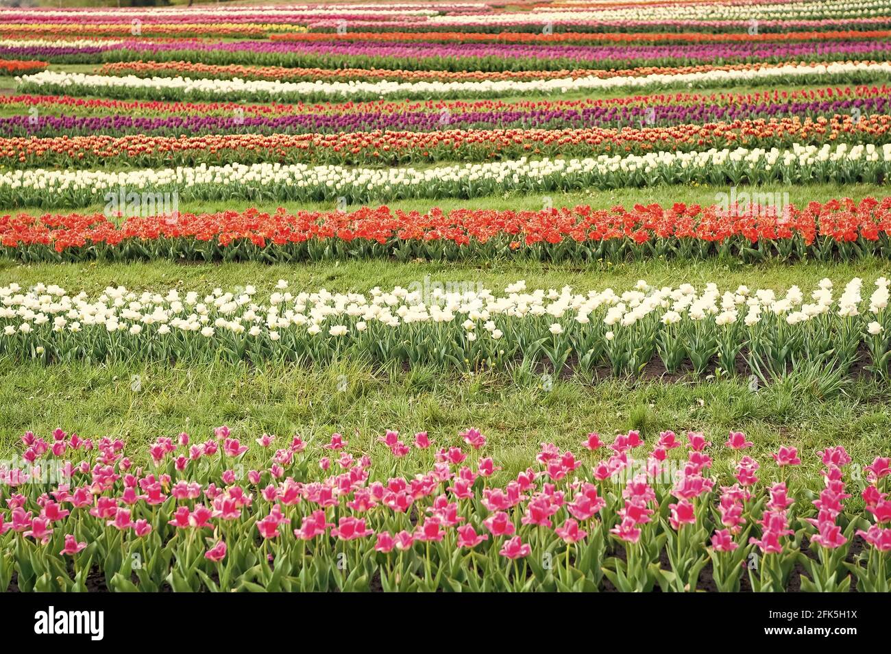 Working in greenhouse. famous tulips festival. Nature Background. group