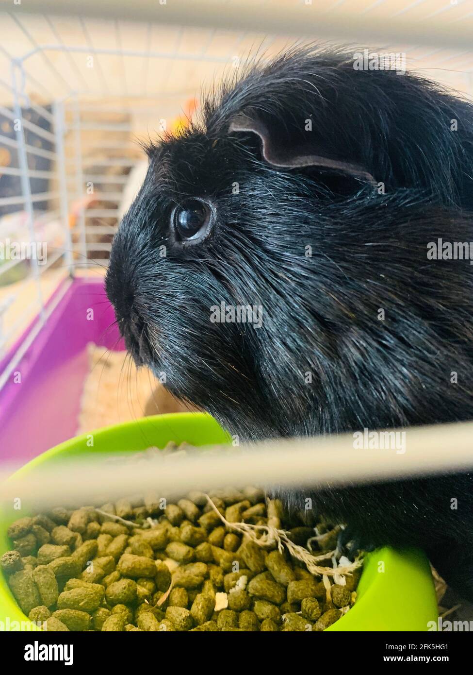 Guinea pigs eating hi-res stock photography and images - Alamy