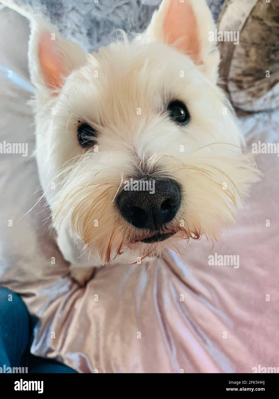 West Highland Terrier Westie Stock Photo