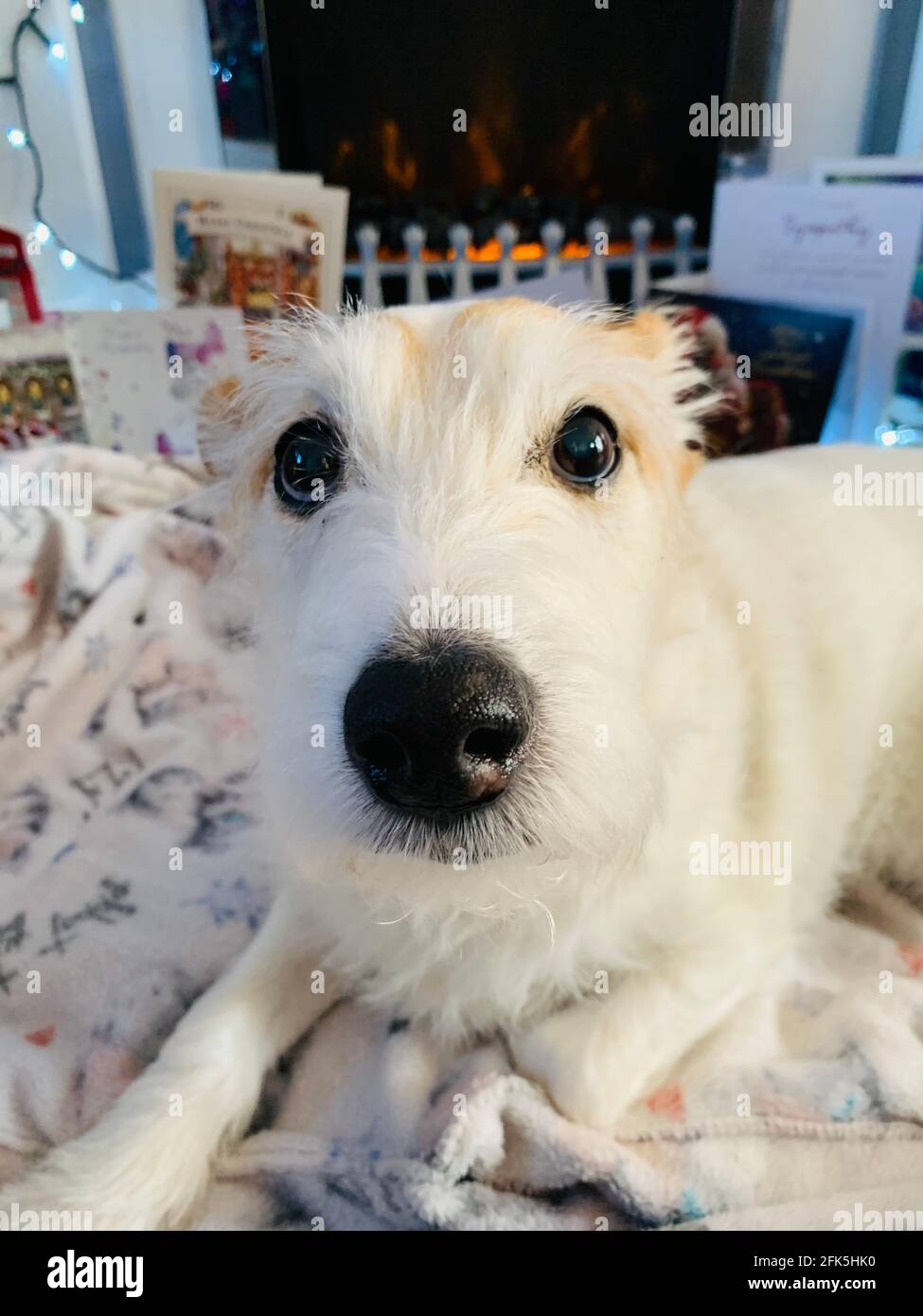 Parson jack Russell Terrier Stock Photo