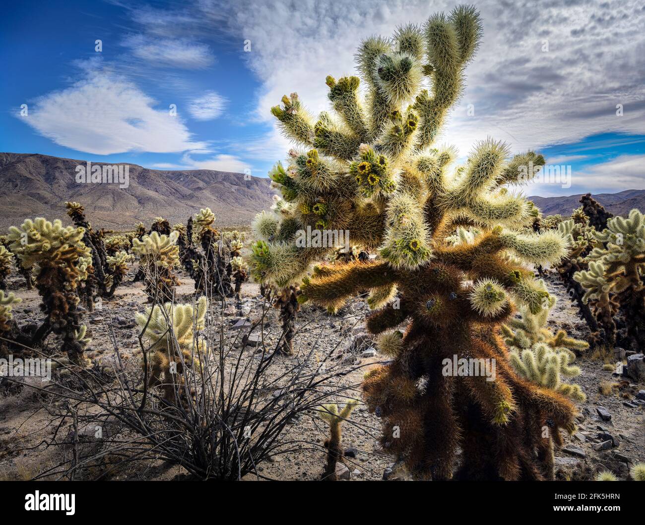 Cholla everywhere! There’s a big parking lot here and a little trail, but there’s plenty of space between the cacti to wander. Just be super careful! Stock Photo