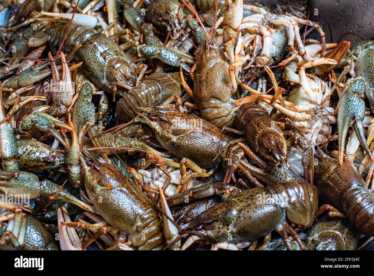 Plenty of fresh crayfish. Raw crayfish are plentiful. crawfish, closeup ...