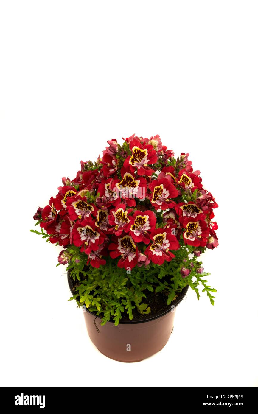 schizanthus with red flower in pot with white background, top view Stock Photo
