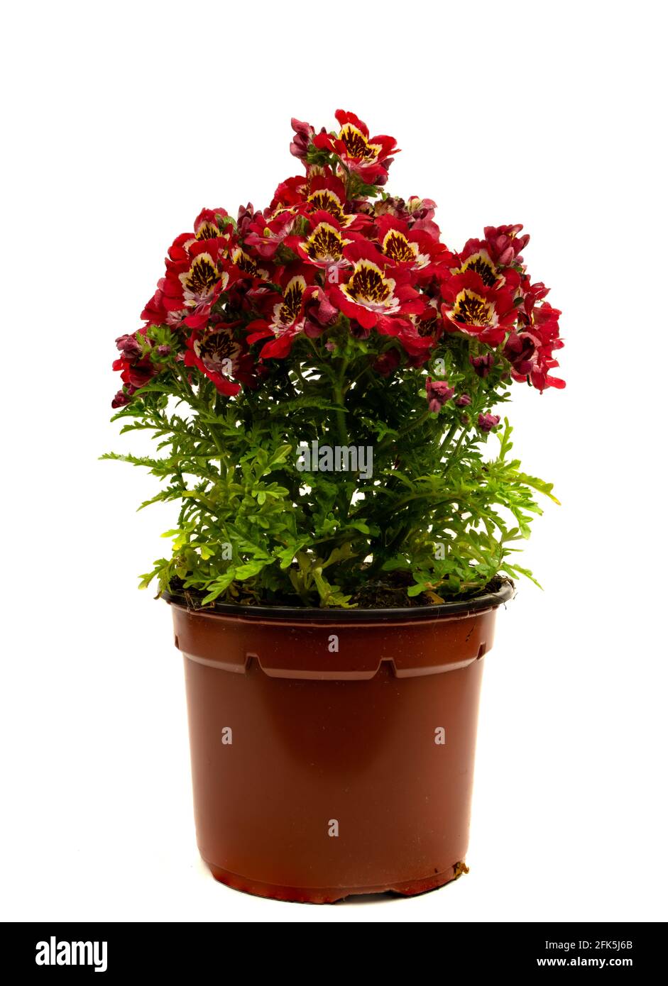 schizanthus with red flower in pot with white background Stock Photo