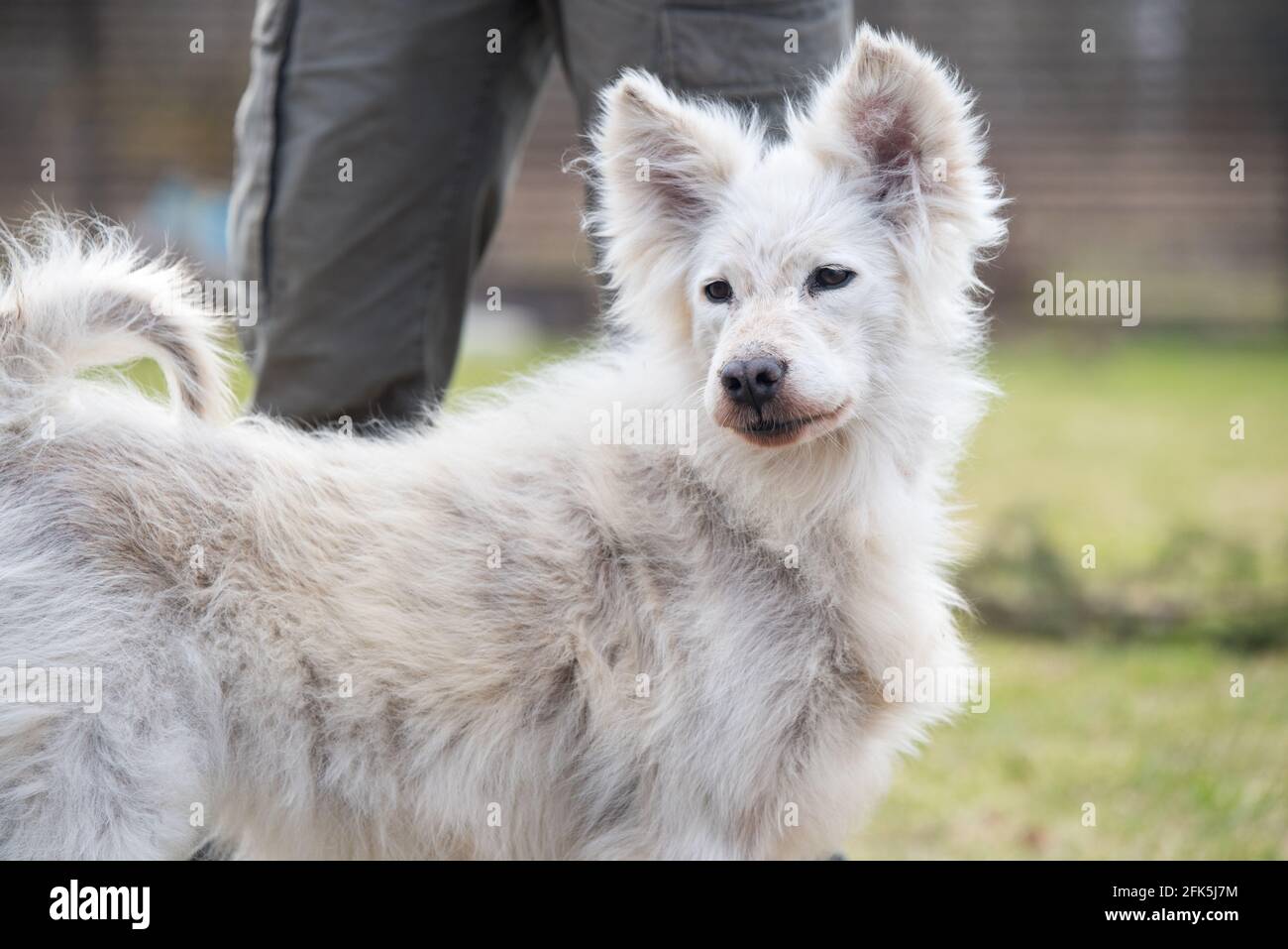 Samoyed hair cheap loss