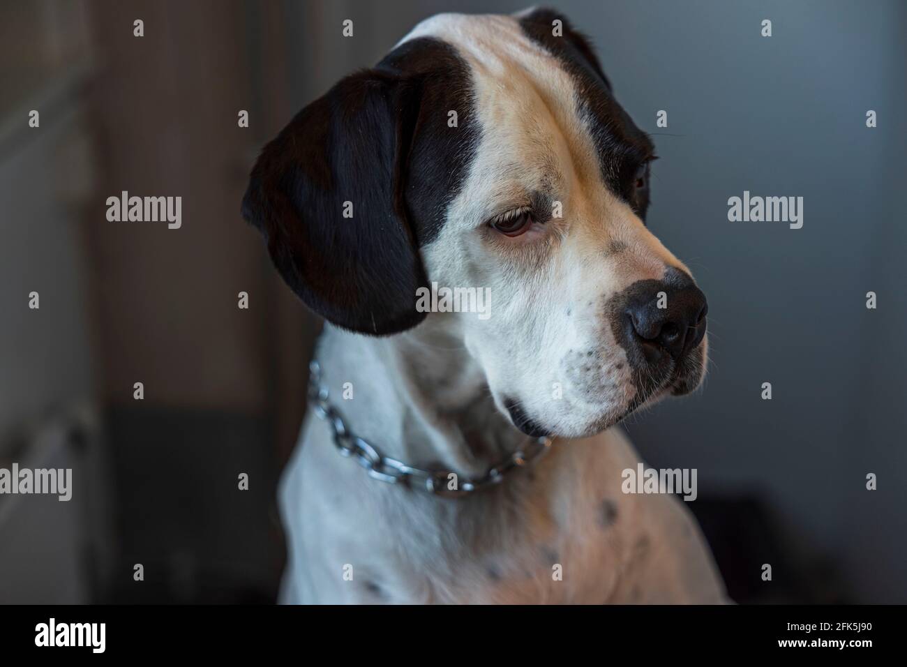 Close up view of mixed breed dog Boxer-Pointer dog Stock Photo - Alamy
