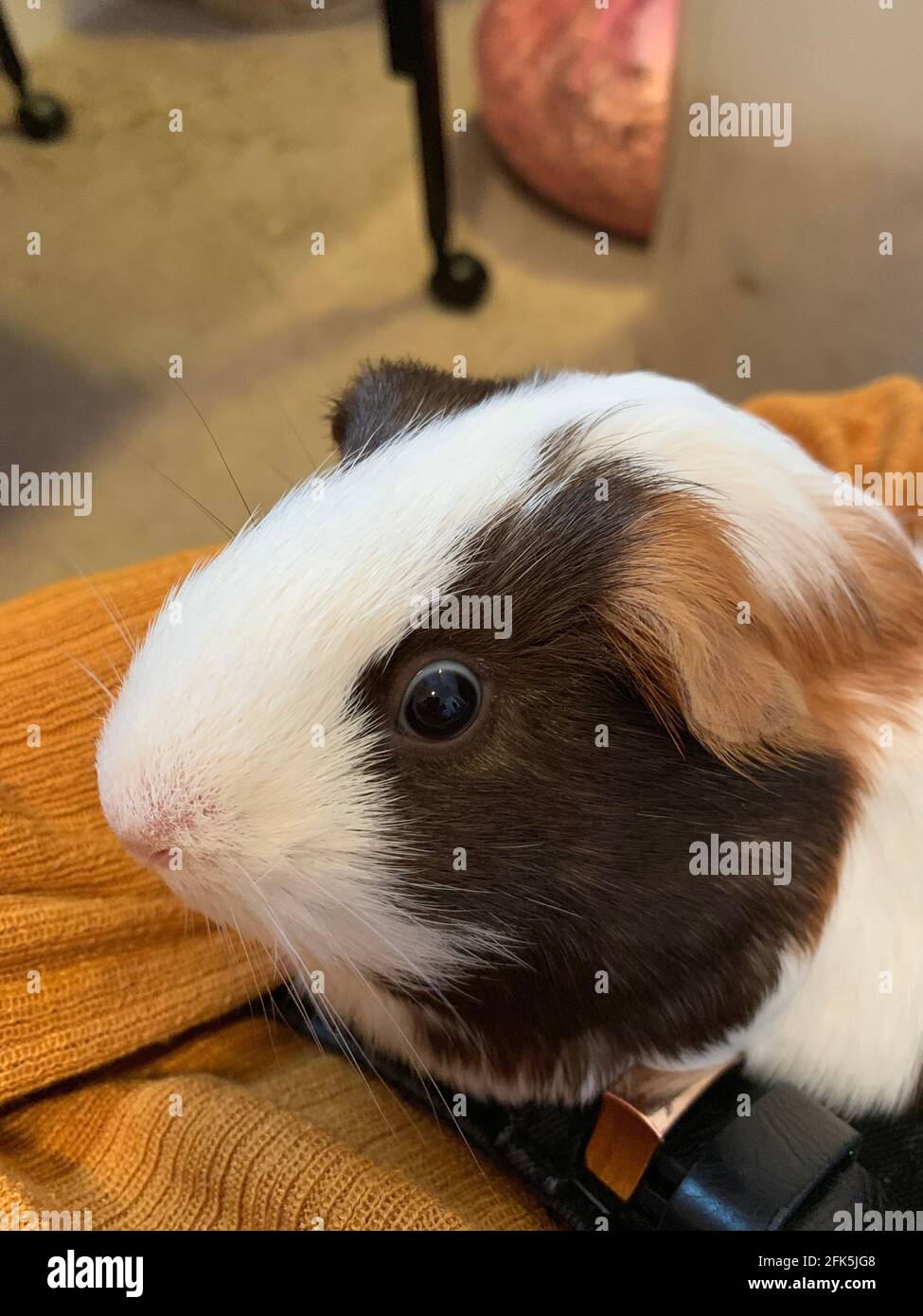 Guinea Pig, House Pet, Rodent Stock Photo Alamy