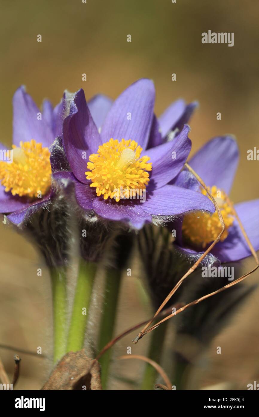 Pulsatilla patens, eastern pasqueflower, spreading anemone. Spring forest flowers with purple petals and lush yellow centers. Stock Photo