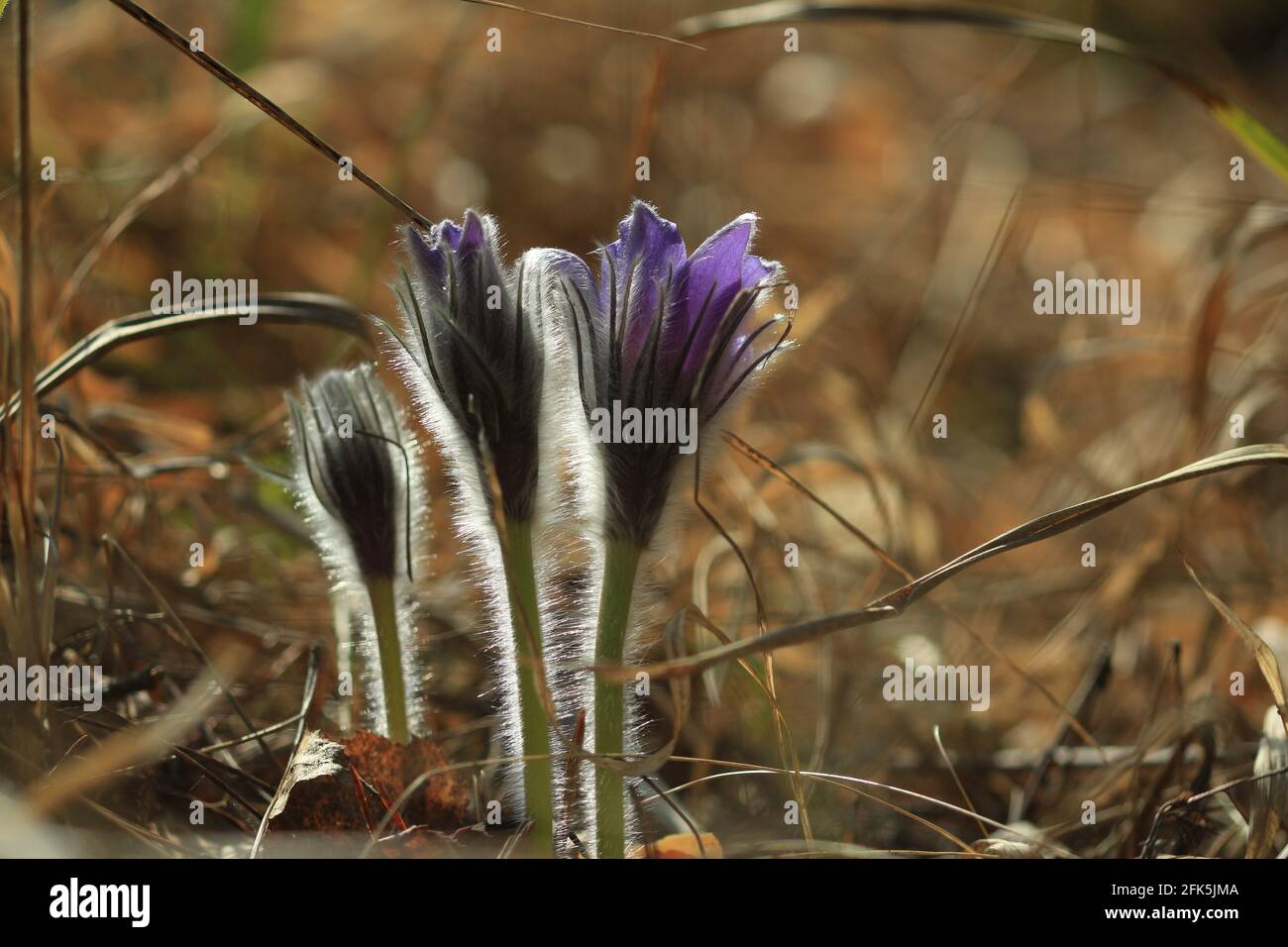 Pulsatilla patens, eastern pasqueflower, spreading anemone. Blooming buds of purple spring flowers in small villi in the middle of dry red grass Stock Photo