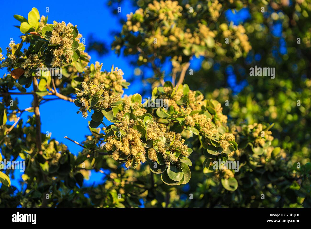 Hojas de olivo hires stock photography and images Alamy